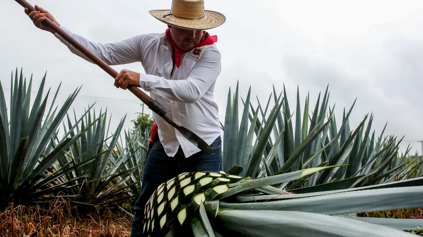 Tequila mexicano conquista los mercados globales: acumula exportaciones por 11,697 mdd en 2023-2025 y crece 2.6% anual en volumen
