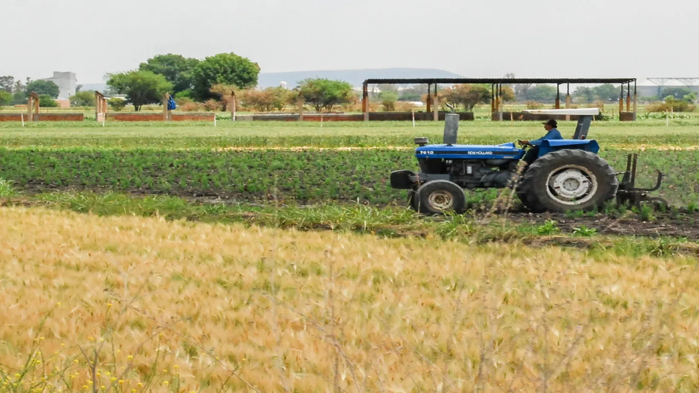 AGRICULTURA fortalece a productores de maíz blanco y trigo con créditos Cosechando Soberanía y compras consolidadas